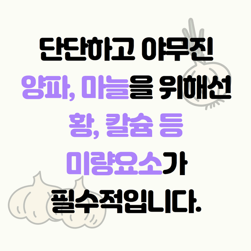 삼익농자재님의 장터 판매 상품 [[도프] 양마늘 한방 2kg 양파 마늘 전용 비료 황 미량요소 밑거름] 첨부 사진