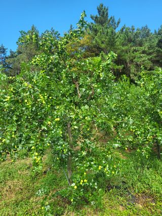 소솔블루베리 김주흥님의 자유주제 · 자유게시판 작성글 사진