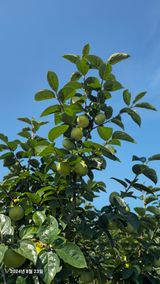 팜모닝 자유주제·자유게시판 게시글 이미지