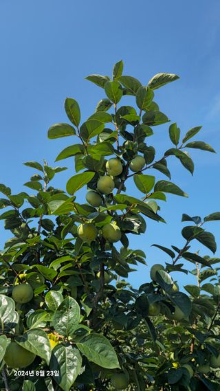 주하네팜(태추,부유님의 자유주제 · 자유게시판 작성글 사진