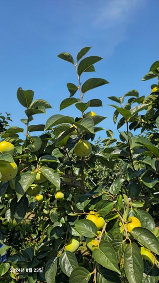 주하네팜(태추,부유님의 자유주제 · 자유게시판 작성글 사진