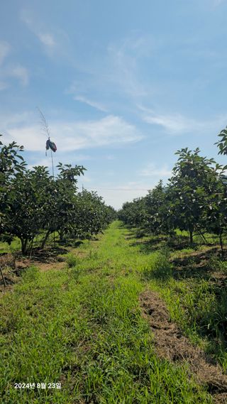 주하네팜(태추,부유님의 자유주제 · 자유게시판 작성글 사진