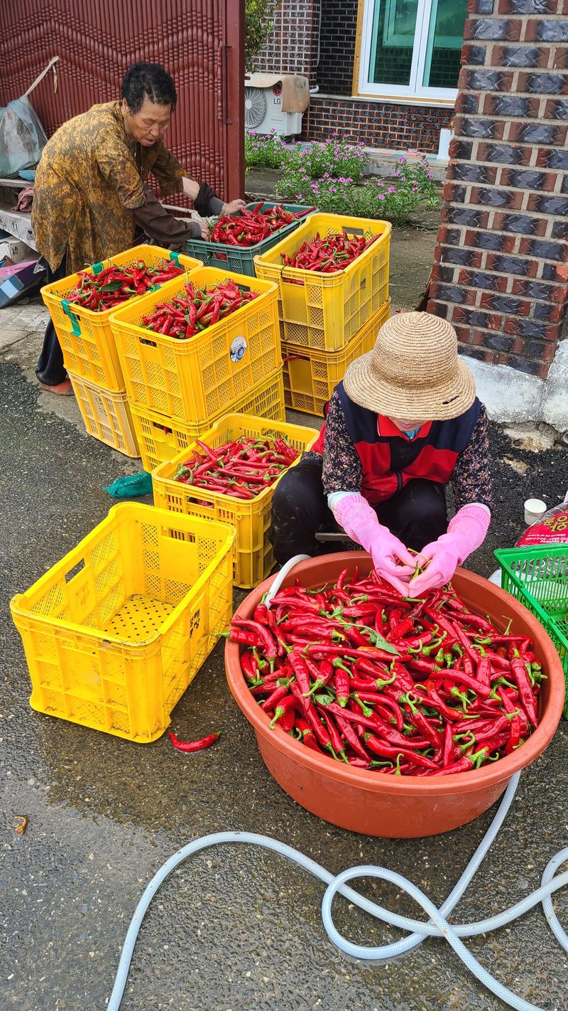 김진권님의 장터 판매 상품 [트리플 엑스 마른 고추 한근] 첨부 사진
