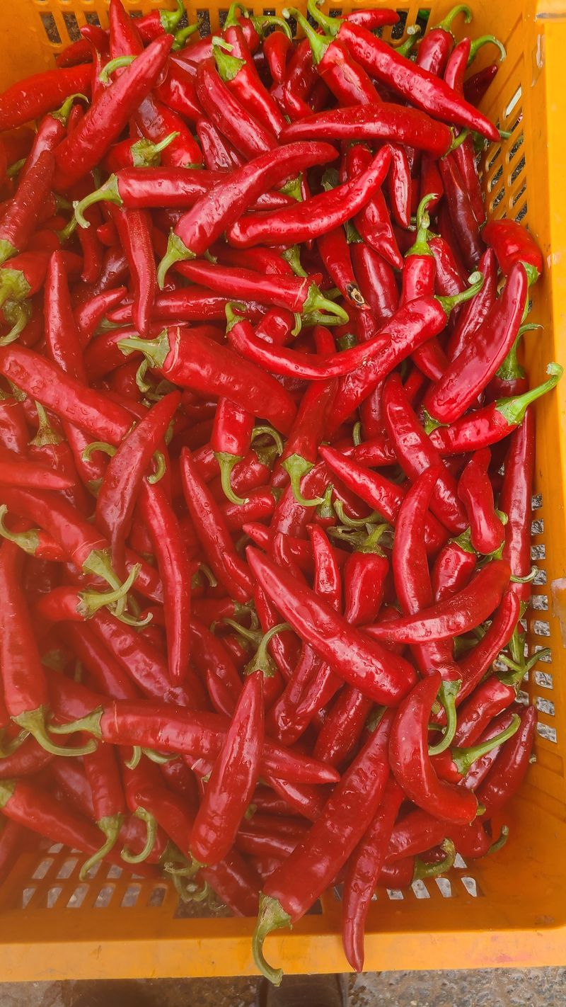 김진권님의 장터 판매 상품 [트리플 엑스 마른 고추 한근] 첨부 사진