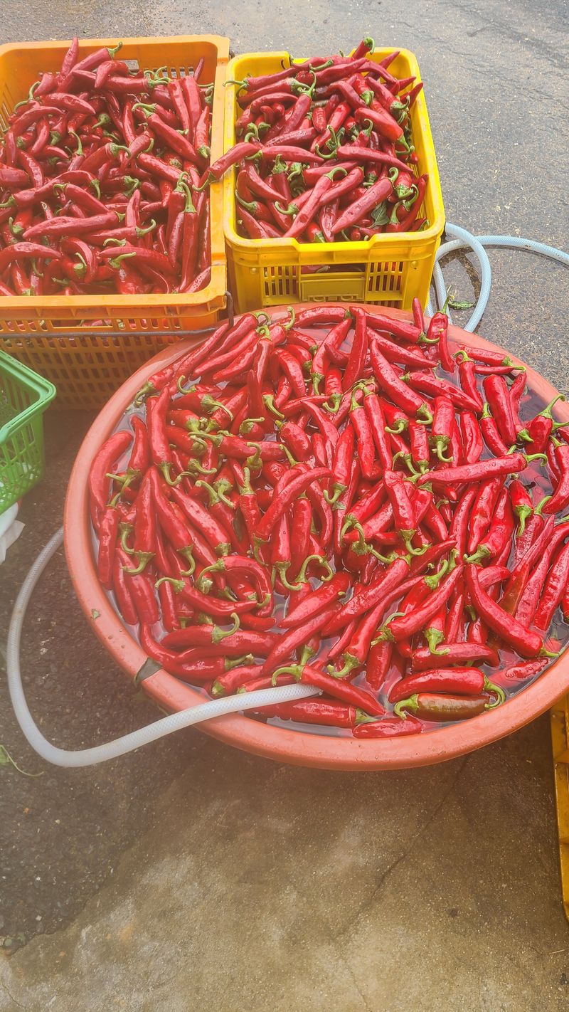 김진권님의 장터 판매 상품 [트리플 엑스 마른 고추 한근] 첨부 사진