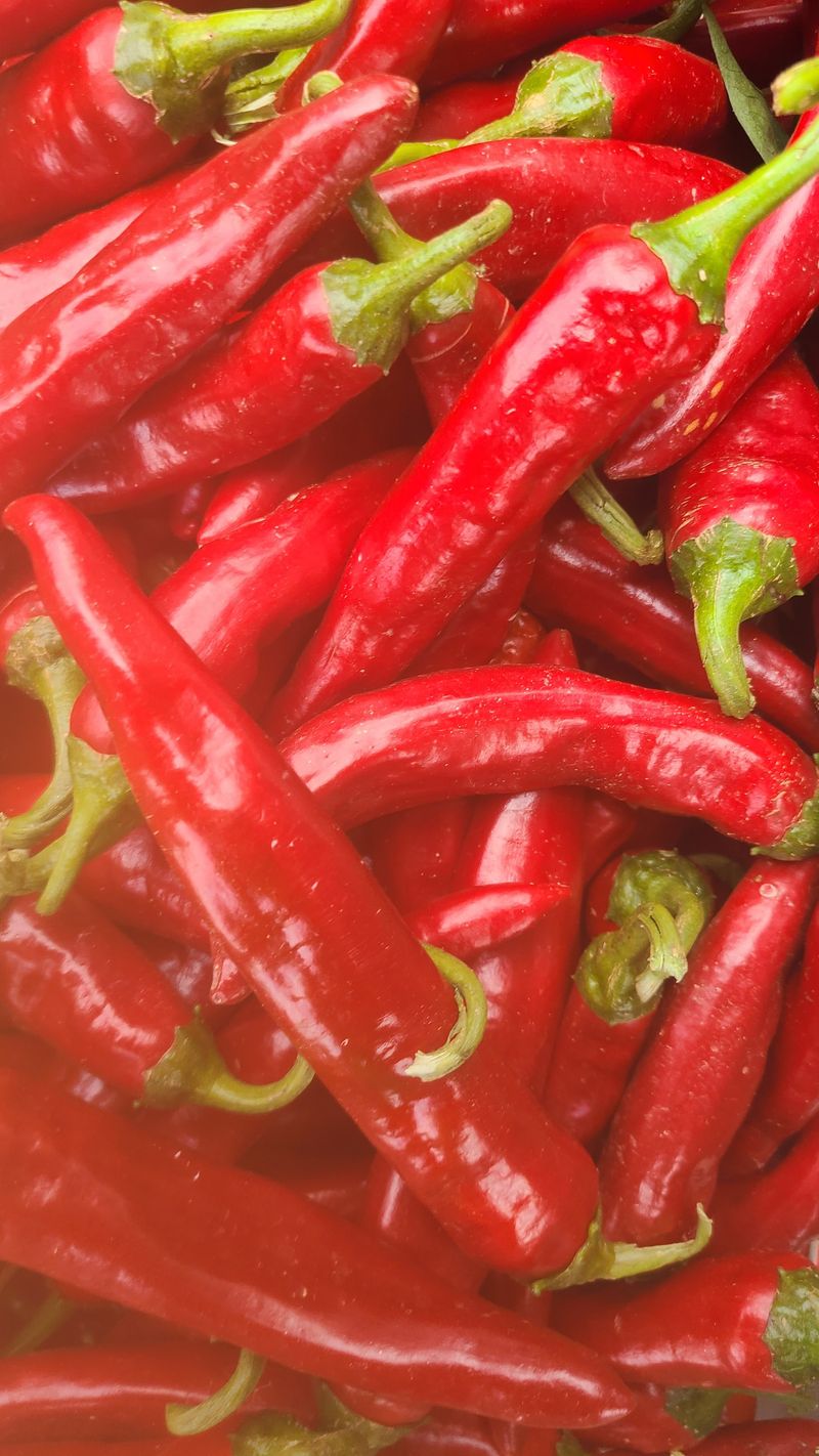 김진권님의 장터 판매 상품 [트리플 엑스 마른 고추 한근] 첨부 사진