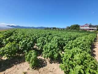 서명석님의 들깨 · 영농일지 작성글 사진