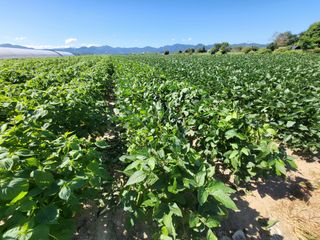 서명석님의 들깨 · 영농일지 작성글 사진