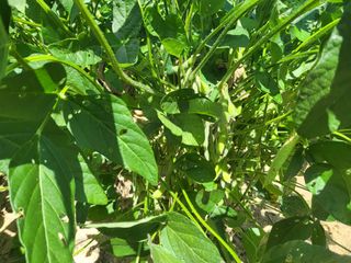 서명석님의 들깨 · 영농일지 작성글 사진