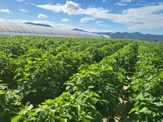 서명석님의 들깨 · 영농일지 작성글 사진