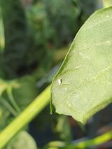 팜모닝 고추·병해충상담 게시글 이미지