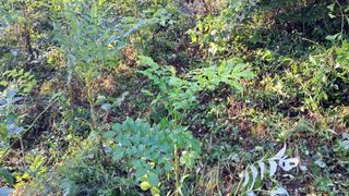 이규상님의 두릅 · 영농일지 작성글 사진