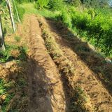 팜모닝 배추·영농일지 게시글 이미지