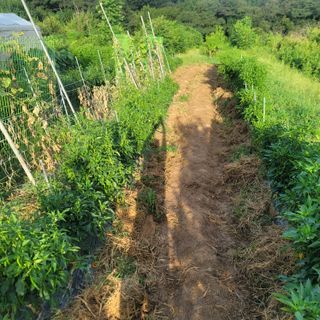 고담님의 배추 · 영농일지 작성글 사진