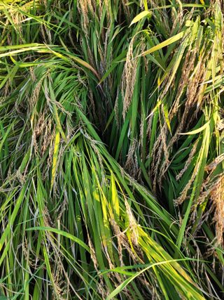 주렁주렁님의 벼 · 병해충상담 작성글 사진