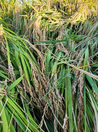 주렁주렁님의 벼 · 병해충상담 작성글 사진