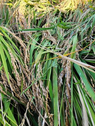 주렁주렁님의 벼 · 병해충상담 작성글 사진