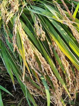 주렁주렁님의 벼 · 병해충상담 작성글 사진