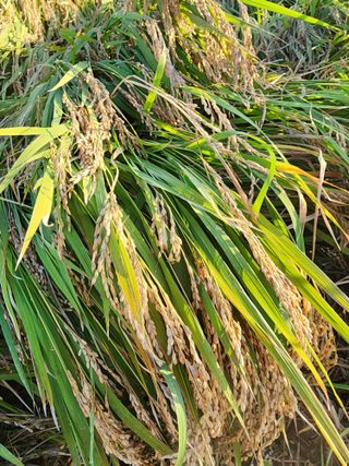 주렁주렁님의 벼 · 병해충상담 작성글 사진