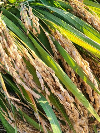 주렁주렁님의 벼 · 병해충상담 작성글 사진