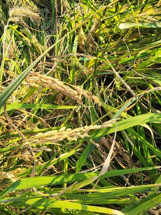 주렁주렁님의 벼 · 병해충상담 작성글 사진