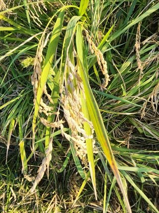 주렁주렁님의 벼 · 병해충상담 작성글 사진