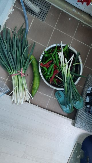 향양농장 사랑합니다님의 고추 · 영농일지 작성글 사진