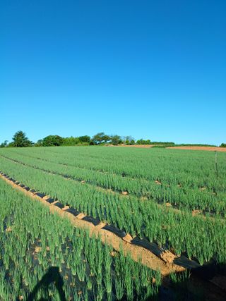 결단이님의 파 · 영농일지 작성글 사진