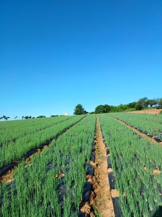 결단이님의 파 · 영농일지 작성글 사진