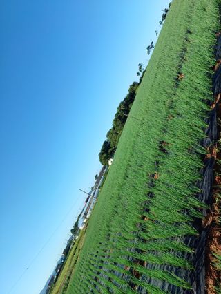 결단이님의 파 · 영농일지 작성글 사진