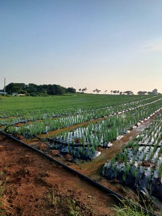 결단이님의 파 · 영농일지 작성글 사진