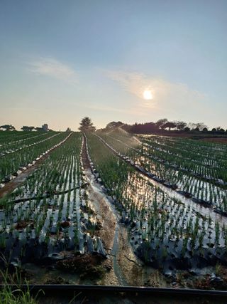 결단이님의 파 · 영농일지 작성글 사진