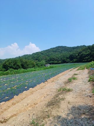 결단이님의 파 · 영농일지 작성글 사진