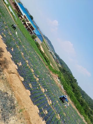 결단이님의 파 · 영농일지 작성글 사진