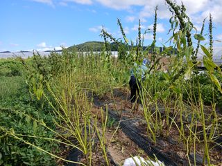 이갑덕님의 참깨 · 영농일지 작성글 사진