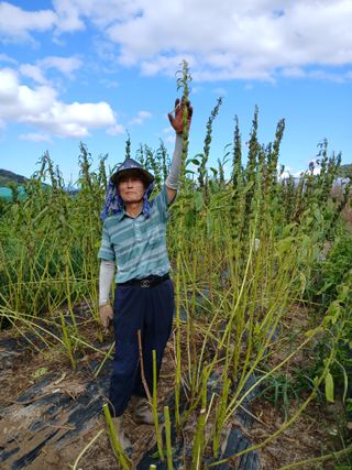 이갑덕님의 참깨 · 영농일지 작성글 사진