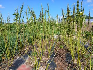 이갑덕님의 참깨 · 영농일지 작성글 사진