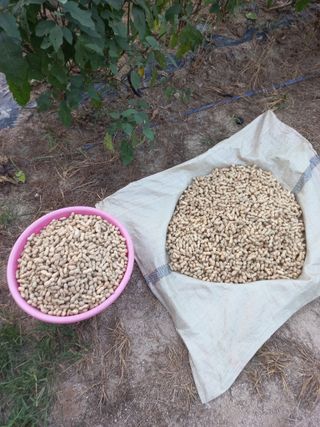 중딩농부정성엽님의 기타작물 · 영농일지 작성글 사진