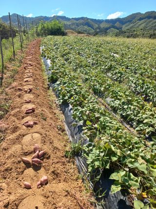 한태훈님의 고구마 · 자유게시판 작성글 사진