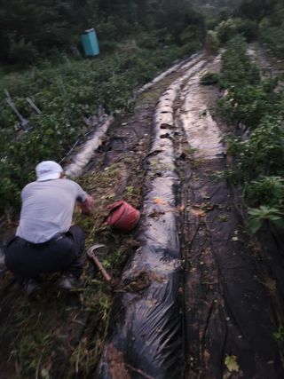고영희님의 고추 · 영농일지 작성글 사진