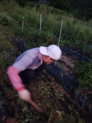 고영희님의 고추 · 영농일지 작성글 사진