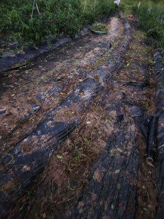 고영희님의 고추 · 영농일지 작성글 사진