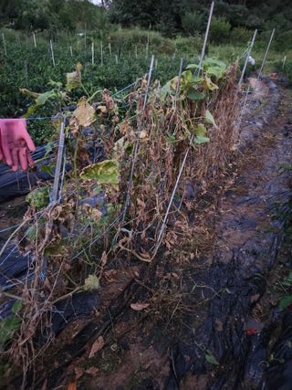 고영희님의 고추 · 영농일지 작성글 사진