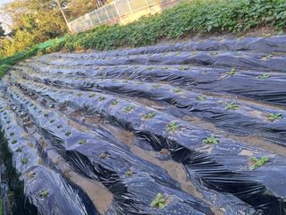 자미농원~김미자님의 배추 · 영농일지 작성글 사진