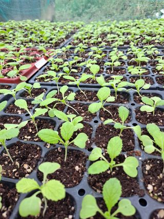 쇠바우님의 배추 · 영농일지 작성글 사진