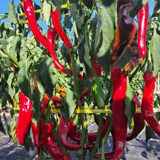 bpjh9173님의 자유주제 · 자유게시판 작성글 사진