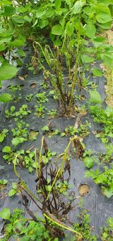 팜모닝 나의 농사 애장품을 자랑해요·참여글 게시글 이미지