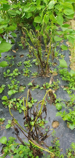 함영숙 님의 나의 농사 애장품을 자랑해요 · 참여글 작성글 사진