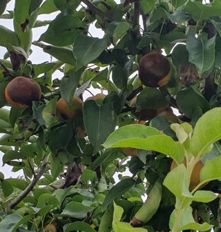 함영숙 님의 나의 농사 애장품을 자랑해요 · 참여글 작성글 사진