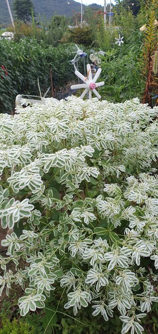 함영숙 님의 나의 농사 애장품을 자랑해요 · 참여글 작성글 사진